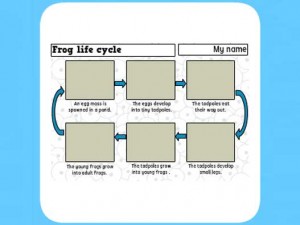 Life Cycle of a frog worksheet 5