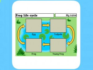 Life Cycle of a frog worksheet 2