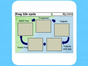 Life Cycle of a frog worksheet 3