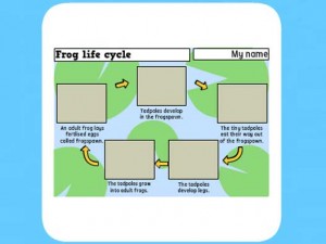 Life Cycle of a frog worksheet 4