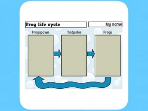 Life Cycle of a frog worksheet 1