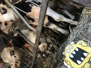 Monster chilling with the Cows at a farm in France