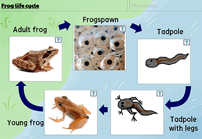 Activity exploring the life cycle of a frog