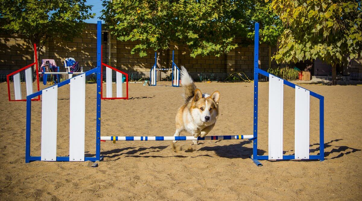 Corgi Racing