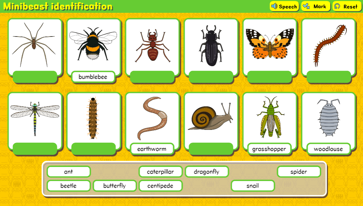 Minibeast identification activity