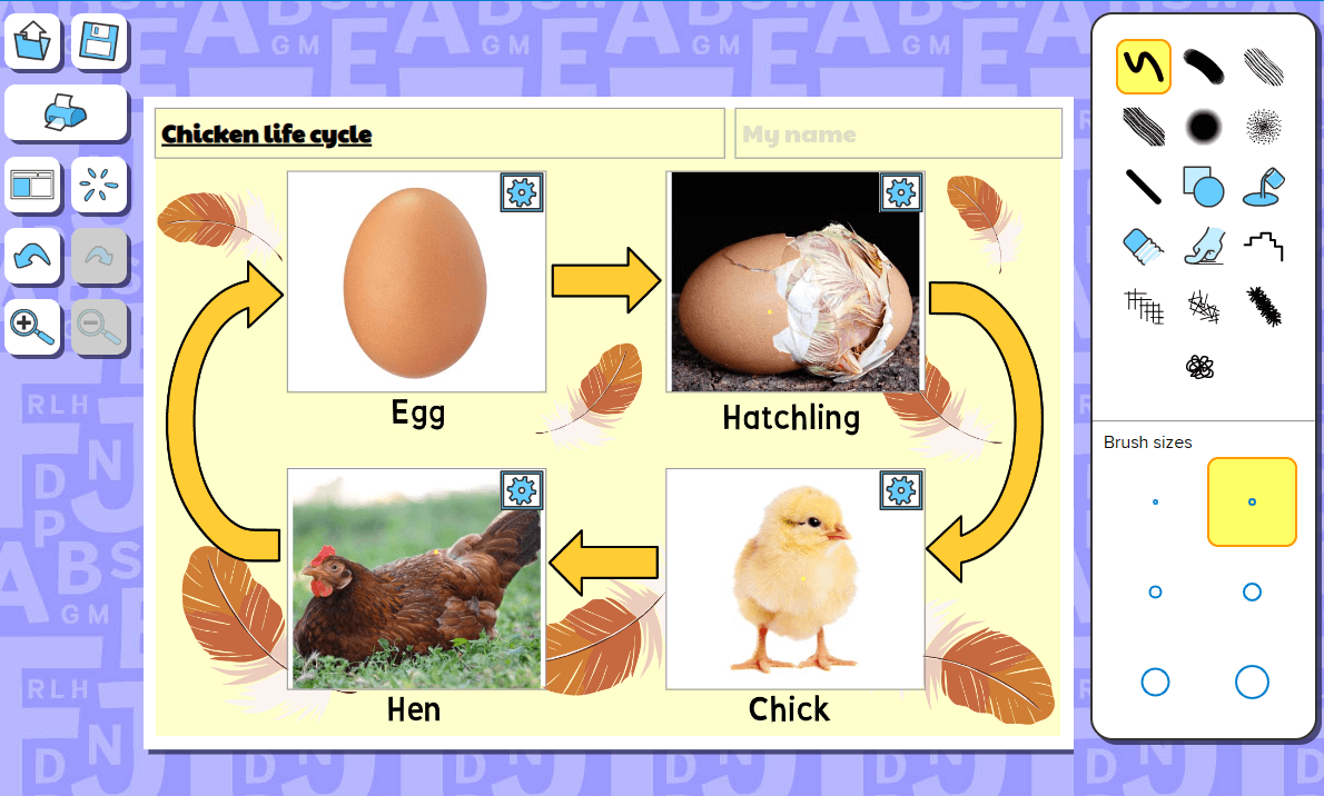 Chicken life cycle