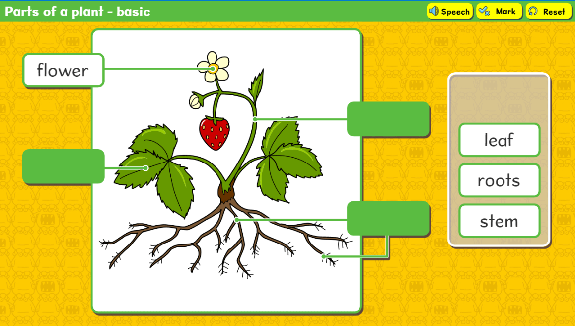 Parts of a plant - basic