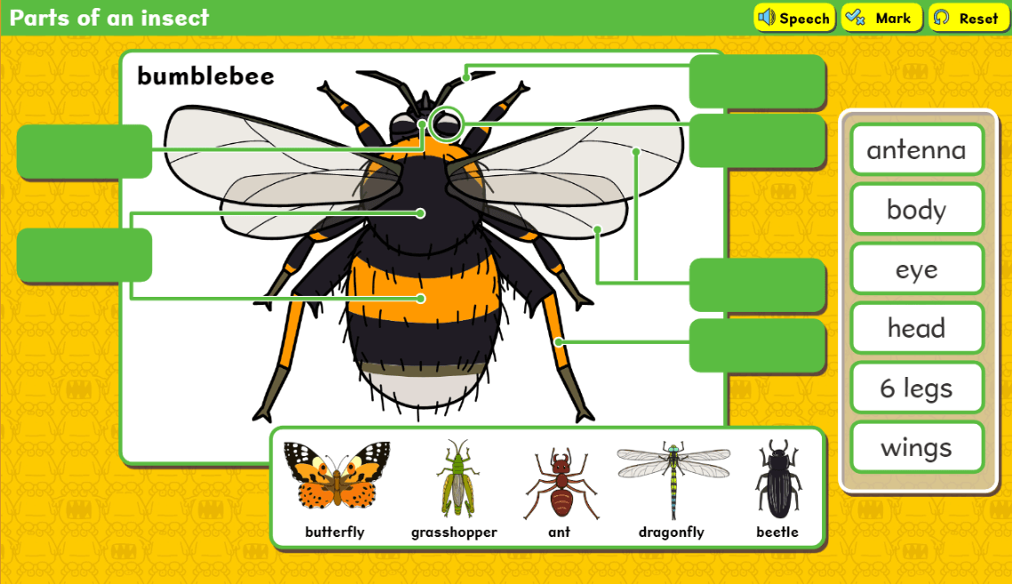 Parts of an insect