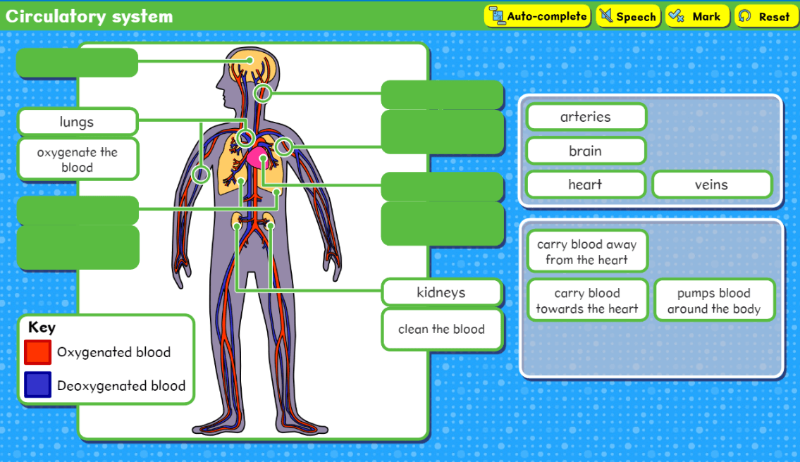 Circulatory system activity screenshot