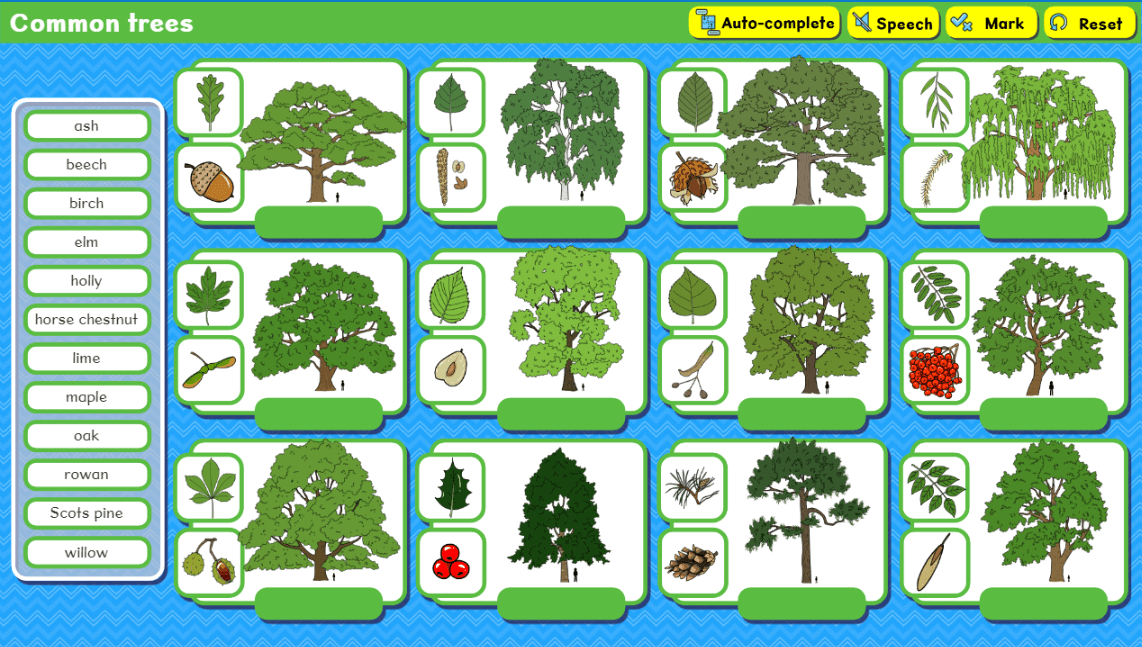 Common trees activity screenshot