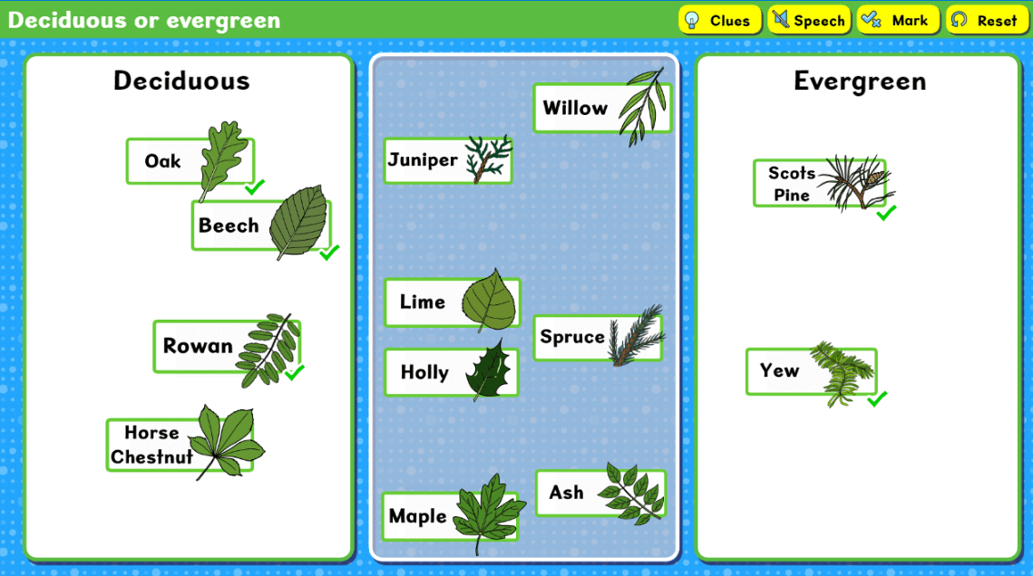 Deciduous or evergreen activity screenshot