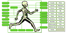 Human skeleton - advanced icon